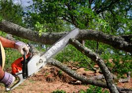Best Storm Damage Tree Cleanup  in Hoxie, KS