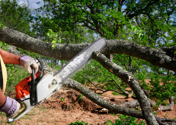 Best Seasonal Cleanup (Spring/Fall)  in Hoxie, KS